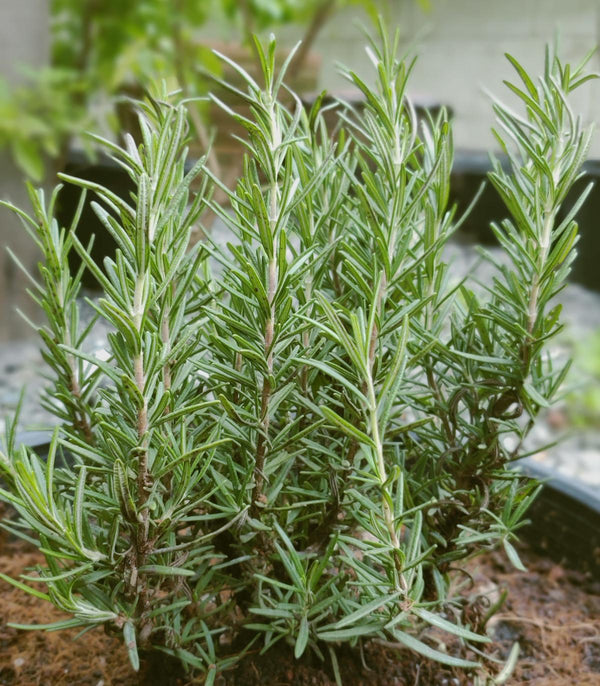 Rosemary